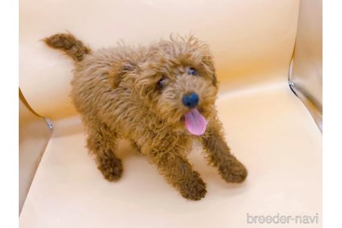 成約済の東京都のティーカッププードル-163397の7枚目