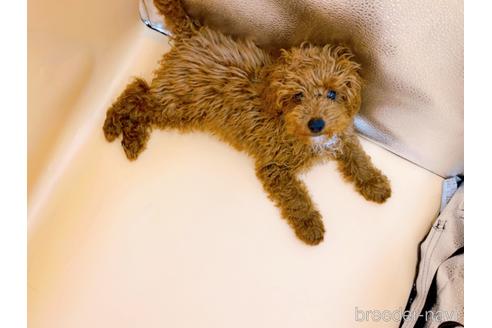 成約済の東京都のティーカッププードル-163397の6枚目