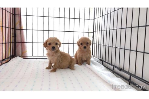 成約済の茨城県のトイプードル-173465の2枚目
