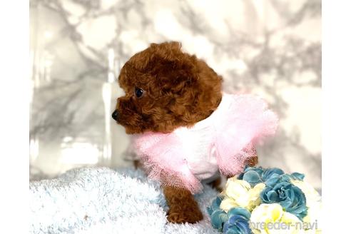 成約済の福岡県のティーカッププードル-171291の13枚目