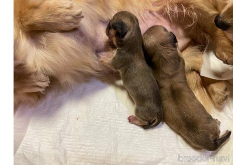 成約済の広島県のミニチュアダックスフンド(ロングヘアード)-173474の1枚目