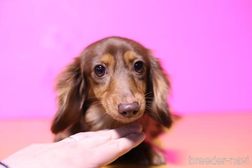 シャルティアちゃん1枚目