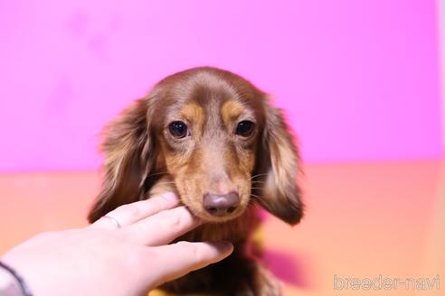 シャルティアちゃん1枚目