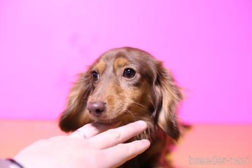 シャルティアちゃん1枚目