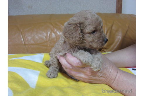 成約済の福岡県のミックス犬-172383の15枚目