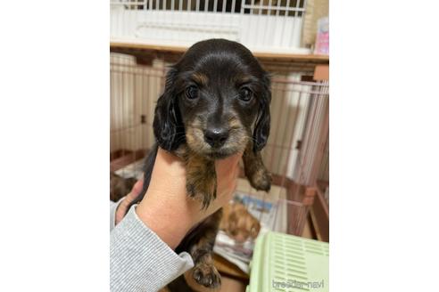 成約済の千葉県のミニチュアダックスフンド(ロングヘアード)-172401の1枚目