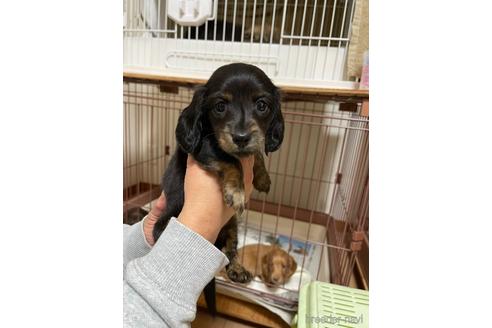 成約済の千葉県のミニチュアダックスフンド(ロングヘアード)-172401の4枚目