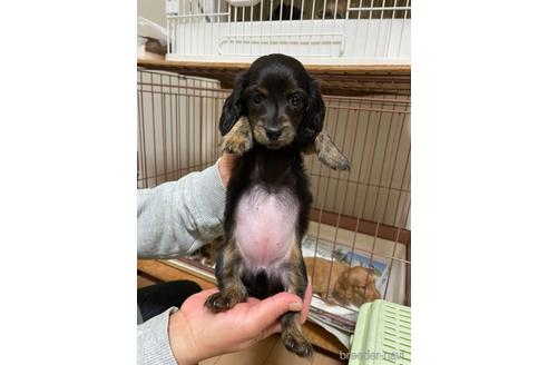 成約済の千葉県のミニチュアダックスフンド(ロングヘアード)-172401の5枚目