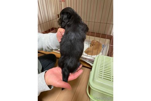 成約済の千葉県のミニチュアダックスフンド(ロングヘアード)-172401の2枚目