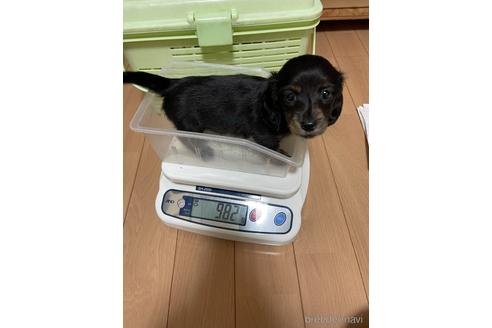 成約済の千葉県のミニチュアダックスフンド(ロングヘアード)-172401の3枚目