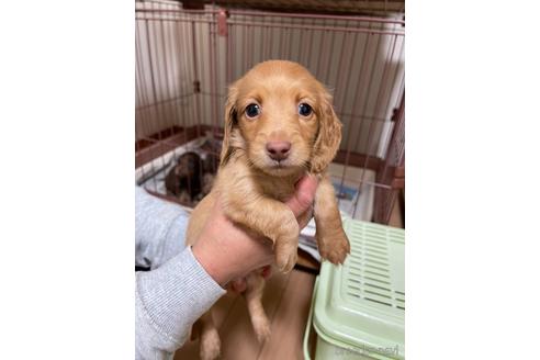 成約済の千葉県のミニチュアダックスフンド(ロングヘアード)-172400の1枚目