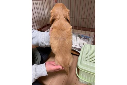 成約済の千葉県のミニチュアダックスフンド(ロングヘアード)-172400の3枚目