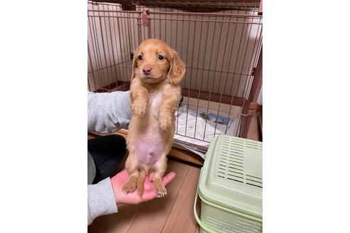 成約済の千葉県のミニチュアダックスフンド(ロングヘアード)-172400の4枚目