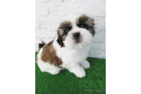 成約済の大阪府のシーズー-173508の2枚目