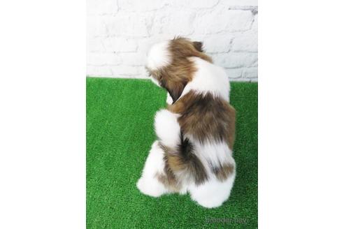 成約済の大阪府のシーズー-173508の4枚目