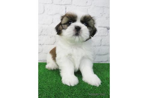 成約済の大阪府のシーズー-173508