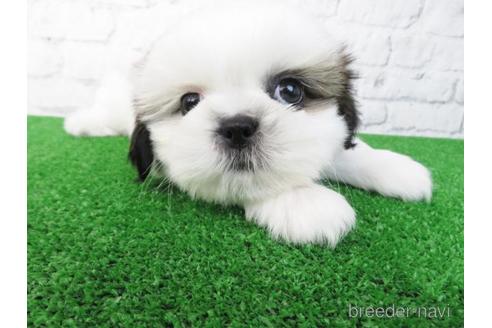 成約済の大阪府のシーズー-173509の1枚目