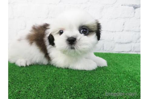 成約済の大阪府のシーズー-173509の2枚目