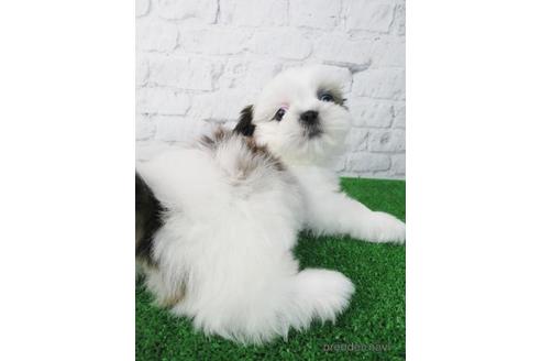 成約済の大阪府のシーズー-173509の3枚目