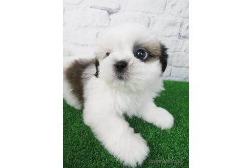 成約済の大阪府のシーズー-173509の4枚目