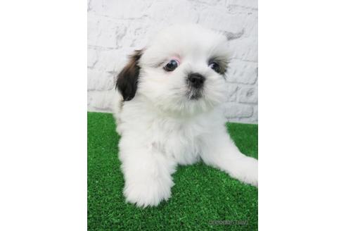 成約済の大阪府のシーズー-173509の5枚目