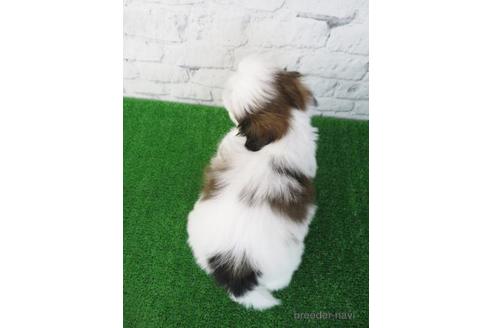 成約済の大阪府のシーズー-173509の6枚目