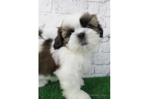 成約済の大阪府のシーズー-173511の2枚目