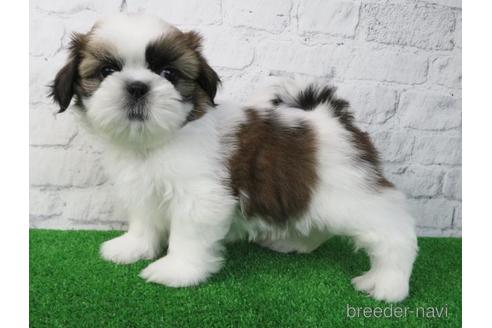 成約済の大阪府のシーズー-173511の3枚目