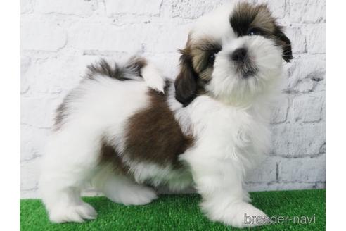 成約済の大阪府のシーズー-173511の4枚目