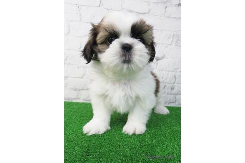 成約済の大阪府のシーズー-173511の1枚目