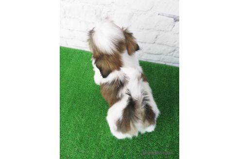 成約済の大阪府のシーズー-173511の6枚目