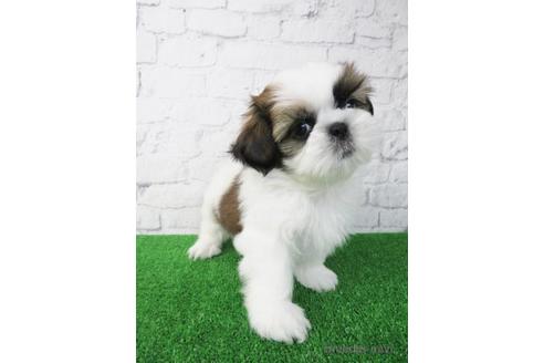 成約済の大阪府のシーズー-173511の5枚目