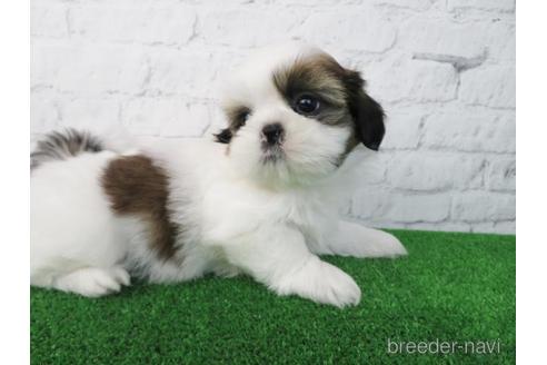 成約済の大阪府のシーズー-173512の5枚目