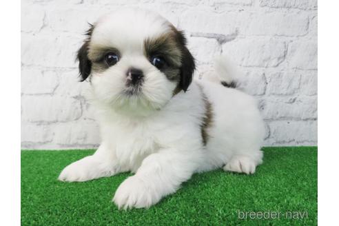 成約済の大阪府のシーズー-173512の1枚目