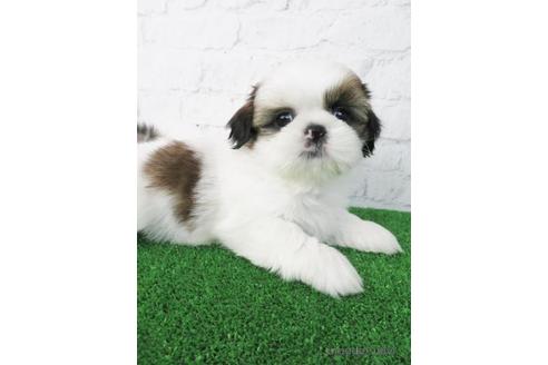 成約済の大阪府のシーズー-173512の3枚目