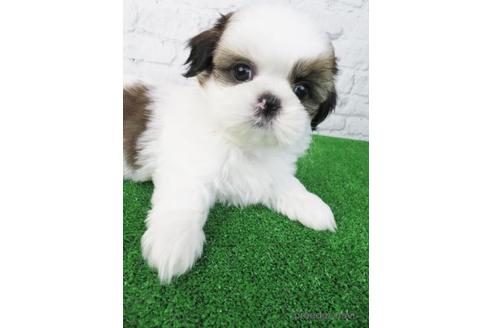 成約済の大阪府のシーズー-173512の2枚目