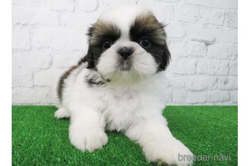 成約済の大阪府のシーズー-173513の2枚目