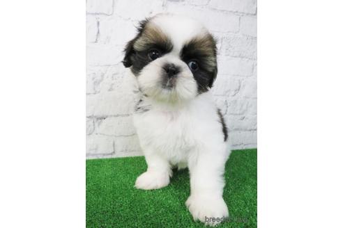 成約済の大阪府のシーズー-173513の1枚目