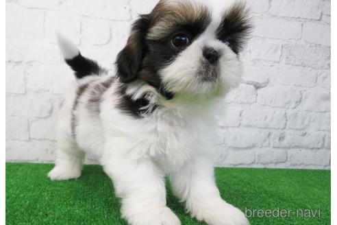 成約済の大阪府のシーズー-173513の3枚目