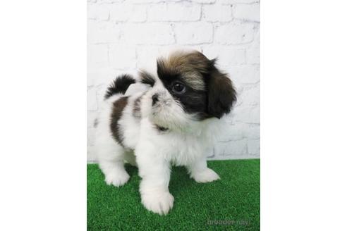 成約済の大阪府のシーズー-173513の4枚目