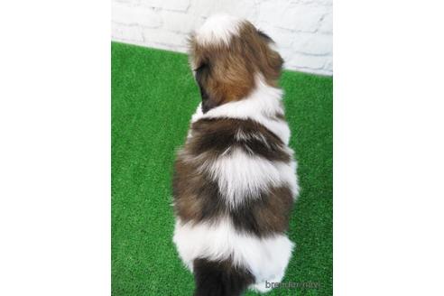 成約済の大阪府のシーズー-173513の5枚目