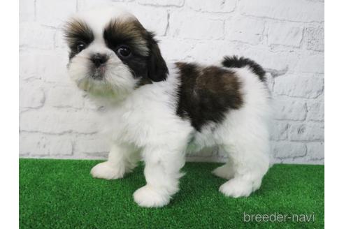 成約済の大阪府のシーズー-173513の6枚目