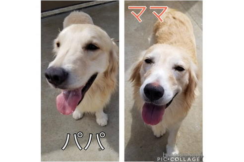 成約済の千葉県のゴールデンレトリーバー-173536の2枚目