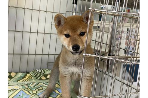 成約済の岡山県の柴犬-169832の1枚目