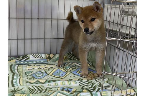 成約済の岡山県の柴犬-169832の5枚目