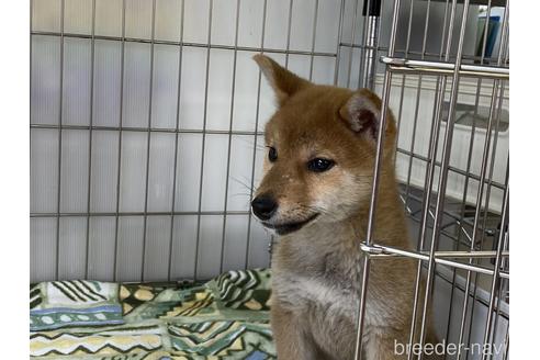 成約済の岡山県の柴犬-169832の4枚目