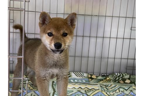 成約済の岡山県の柴犬-169832の3枚目