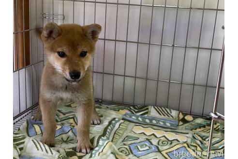 成約済の岡山県の柴犬-169832の2枚目