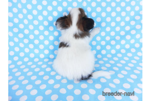 成約済の千葉県のパピヨン-172505の4枚目