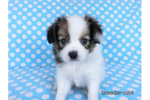 成約済の千葉県のパピヨン-172505の3枚目